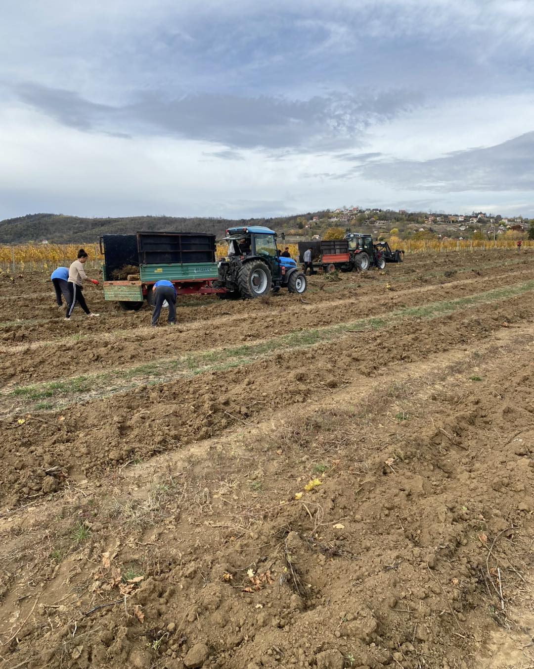 pincészetünk új fehérszőlő-ültetvényeket telepít1